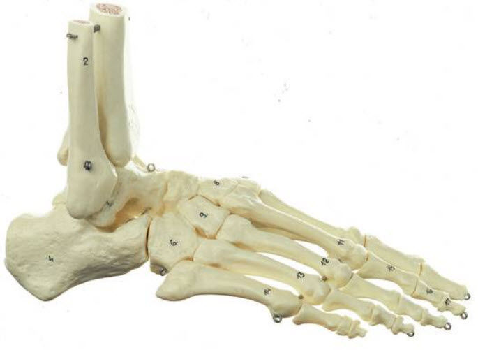 Anatomie van de voet Anatomie van de voet